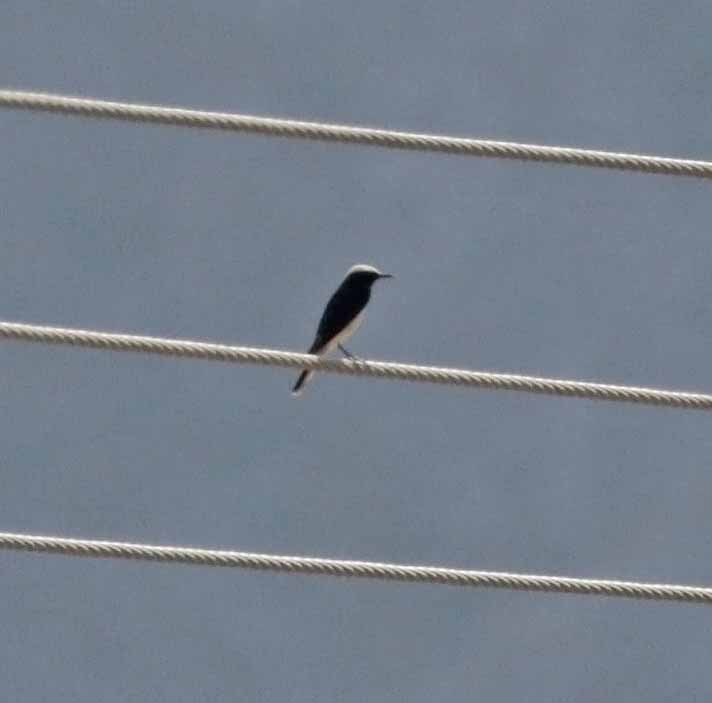 סלעית נזירה - ML645647205