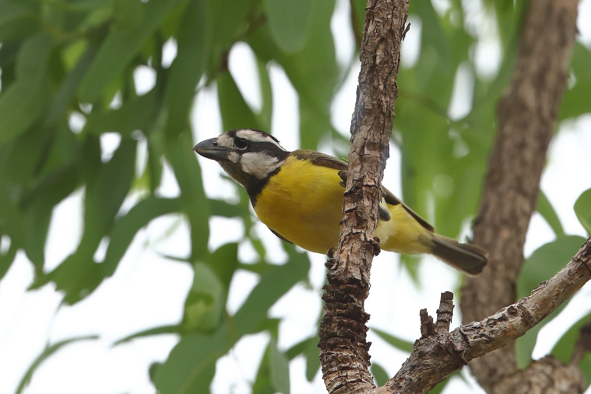 Northern Shrike-tit - ML645647211