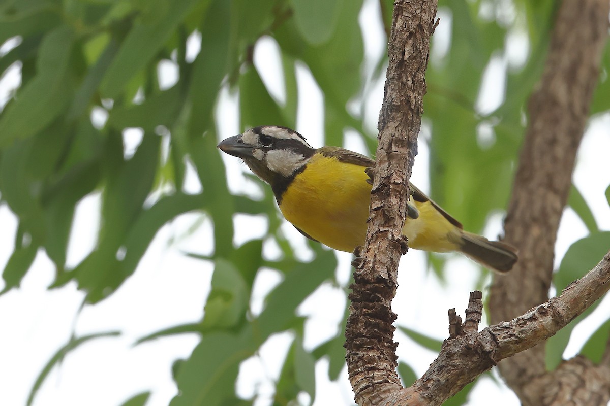 Northern Shrike-tit - ML645647212