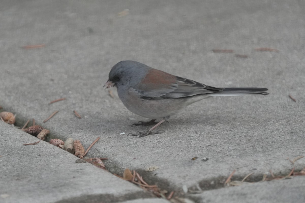 Dark-eyed Junco (Pink-sided x Gray-headed) - ML645647226