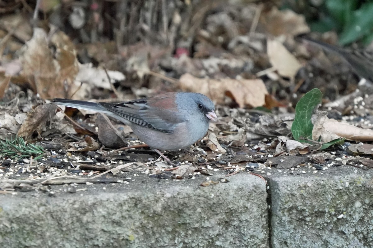 Dark-eyed Junco (Pink-sided x Gray-headed) - ML645647227