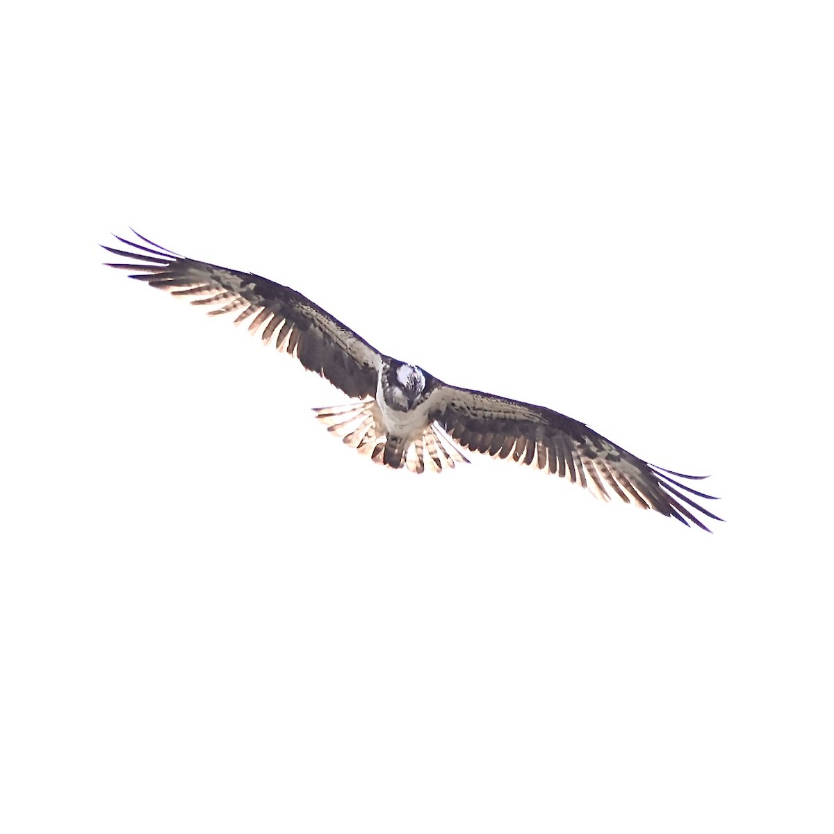 Скопа західна - ML645647229