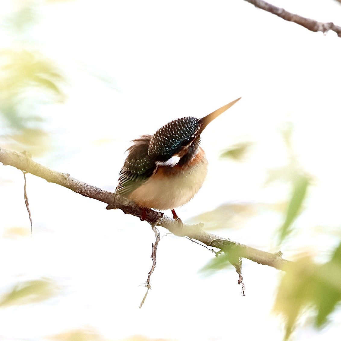 Рибалочка блакитний - ML645647232