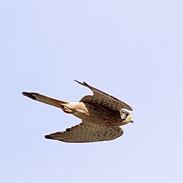 Боривітер звичайний - ML645647239