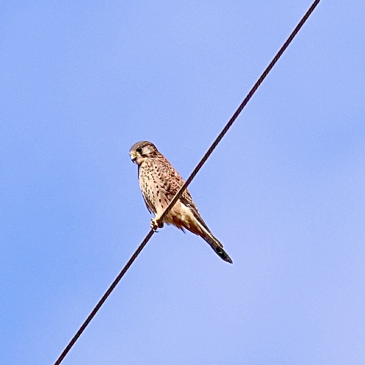 Боривітер звичайний - ML645647240