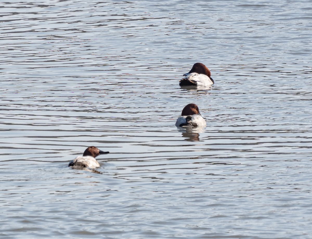 Common Pochard - ML645647242