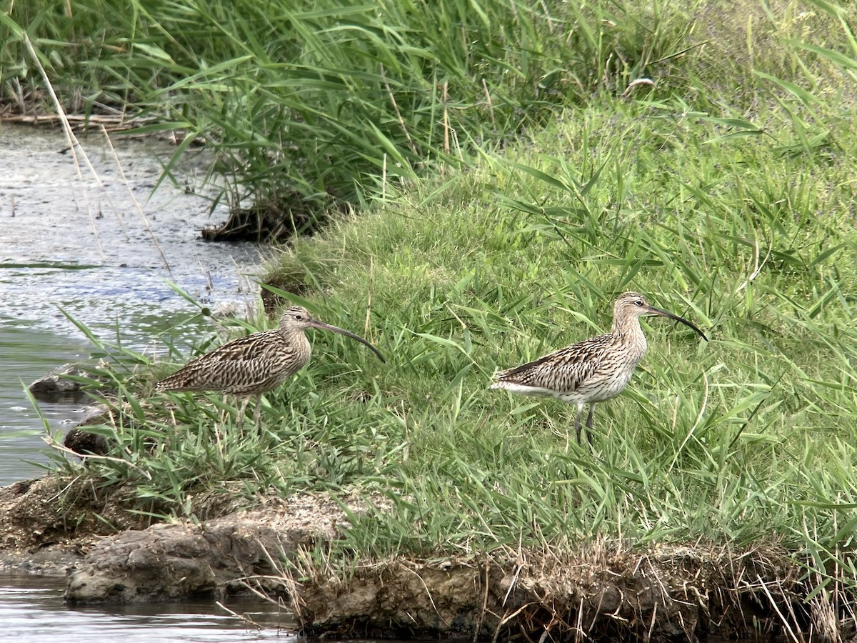 Кульон східний - ML645647245