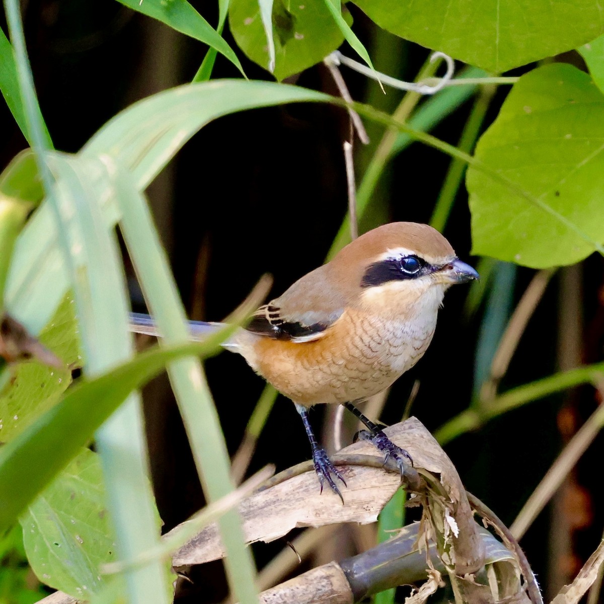 Сорокопуд японський - ML645647247