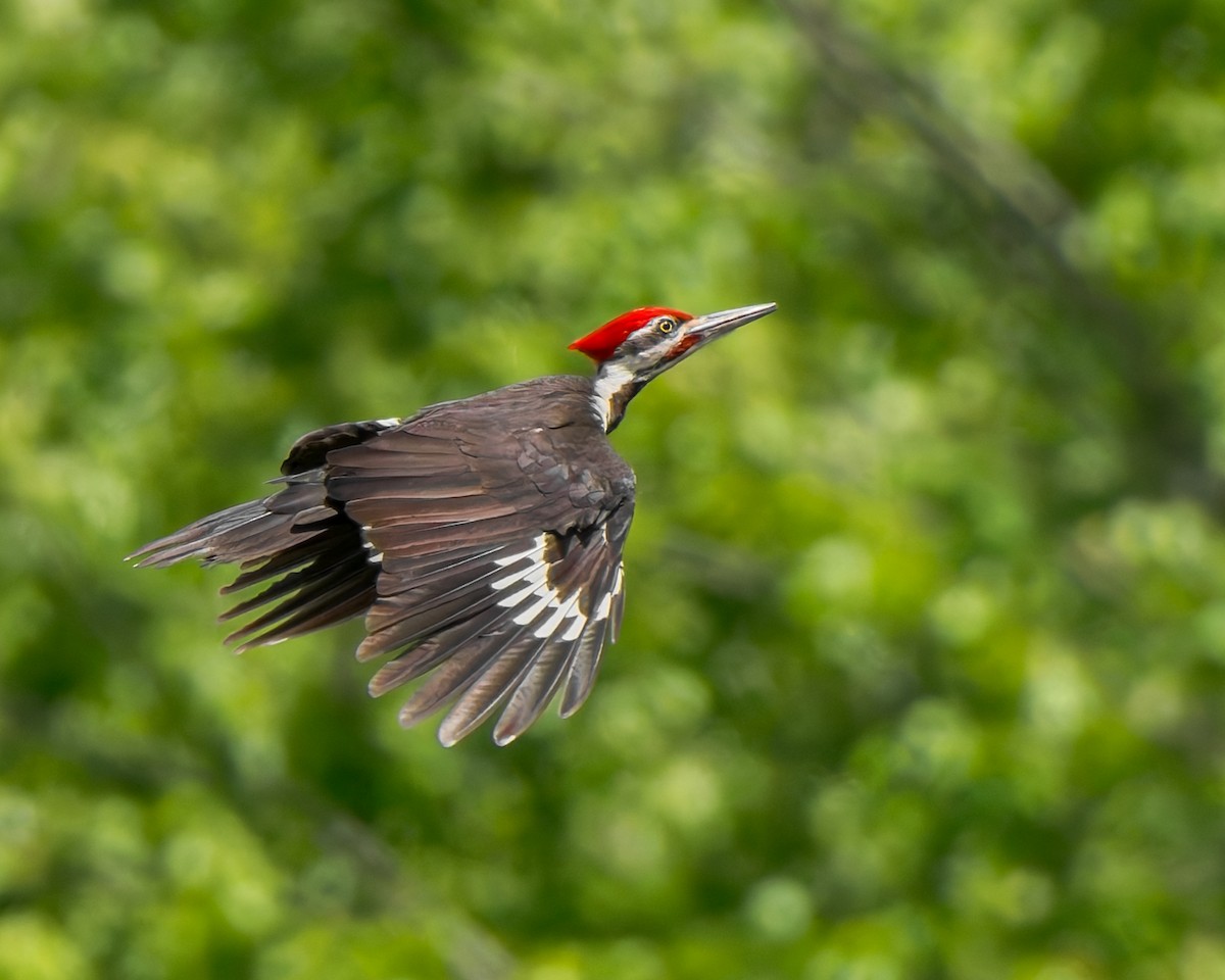 datel chocholatý - ML645647248