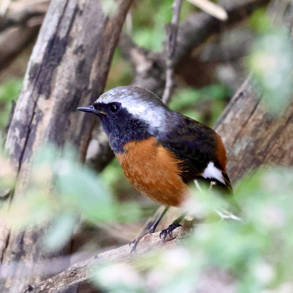 Горихвістка сибірська - ML645647257