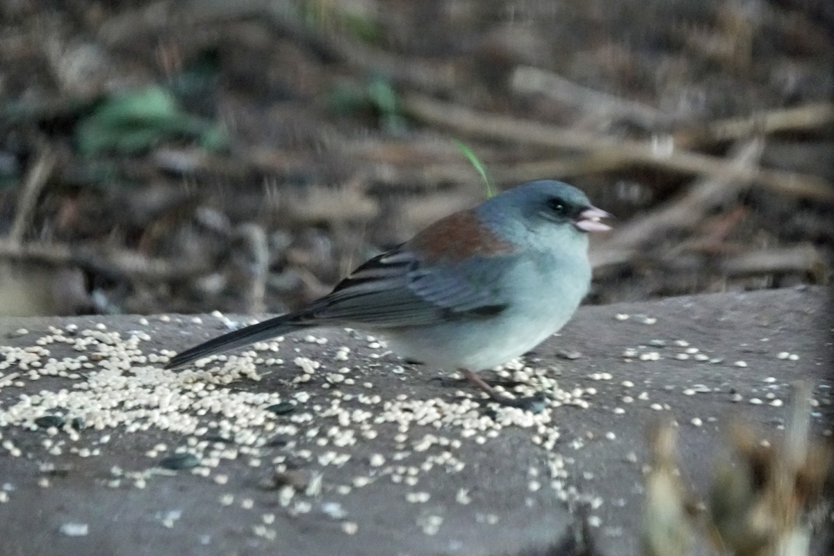 Dark-eyed Junco (Gray-headed) - ML645647260