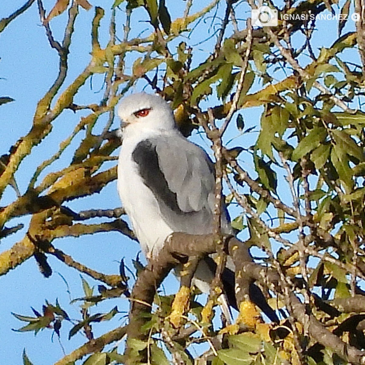 Black-winged Kite - ML645647266