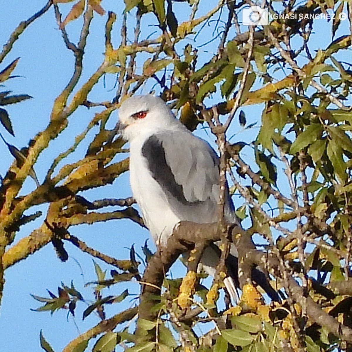 Black-winged Kite - ML645647267