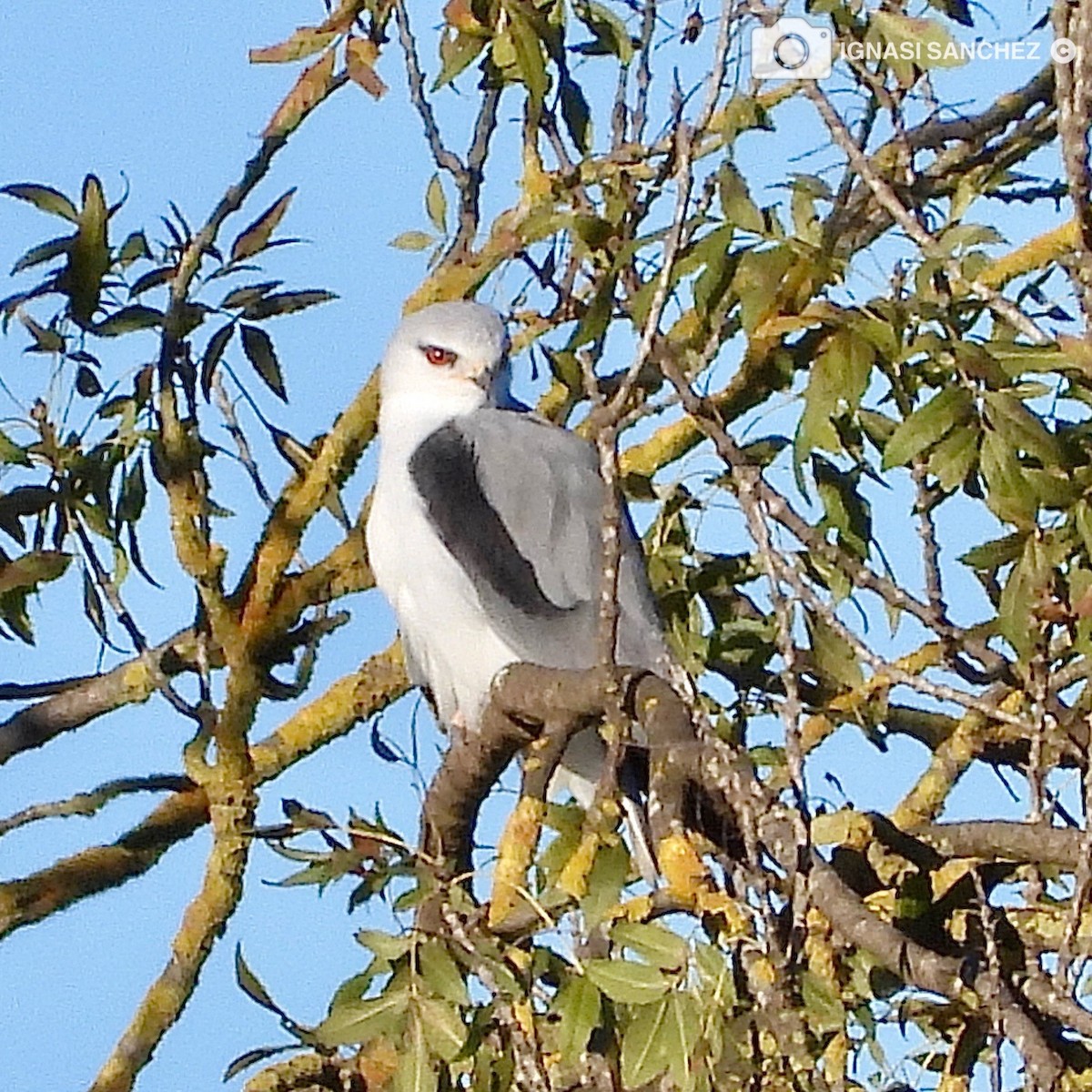 Black-winged Kite - ML645647268