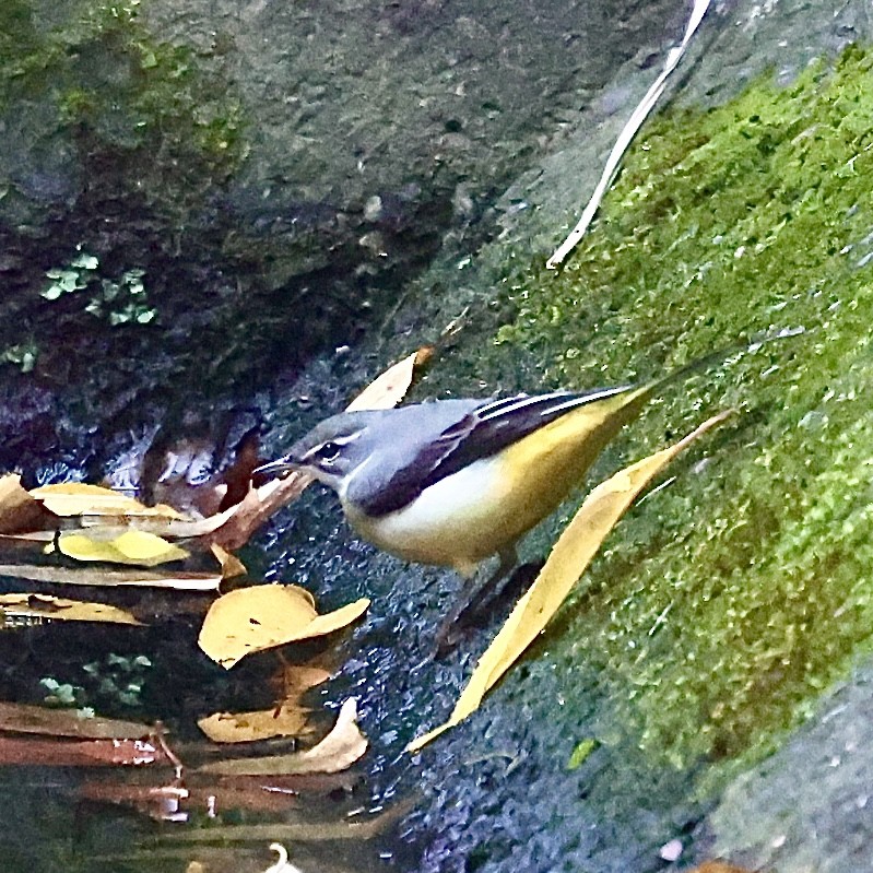 Плиска гірська - ML645647269