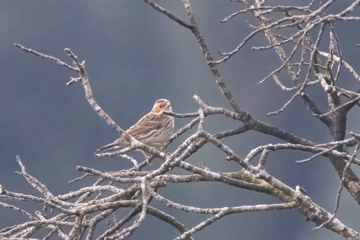 Little Bunting - Kalpesh Krishna
