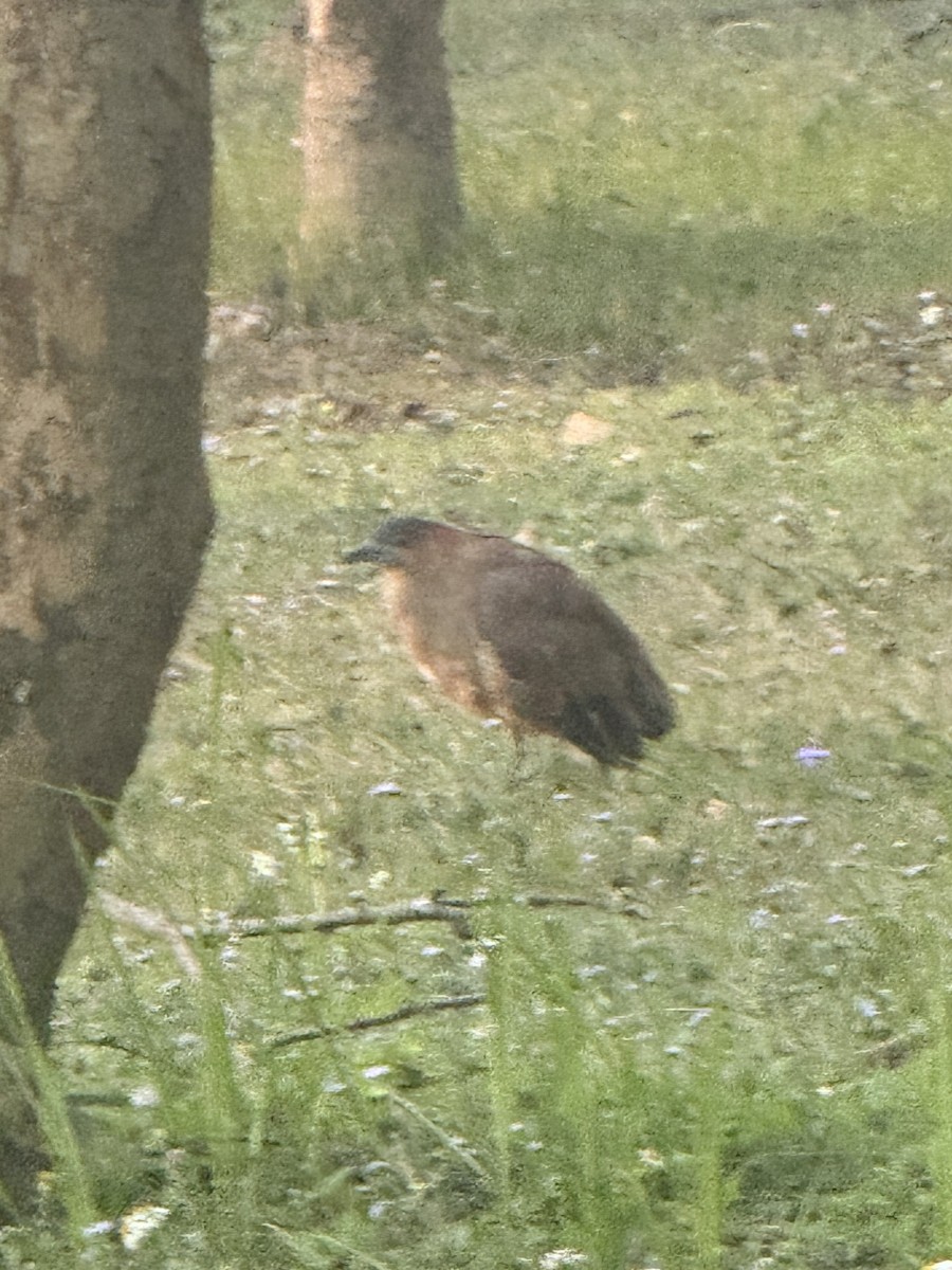 Malay Gece Balıkçılı - ML645647284