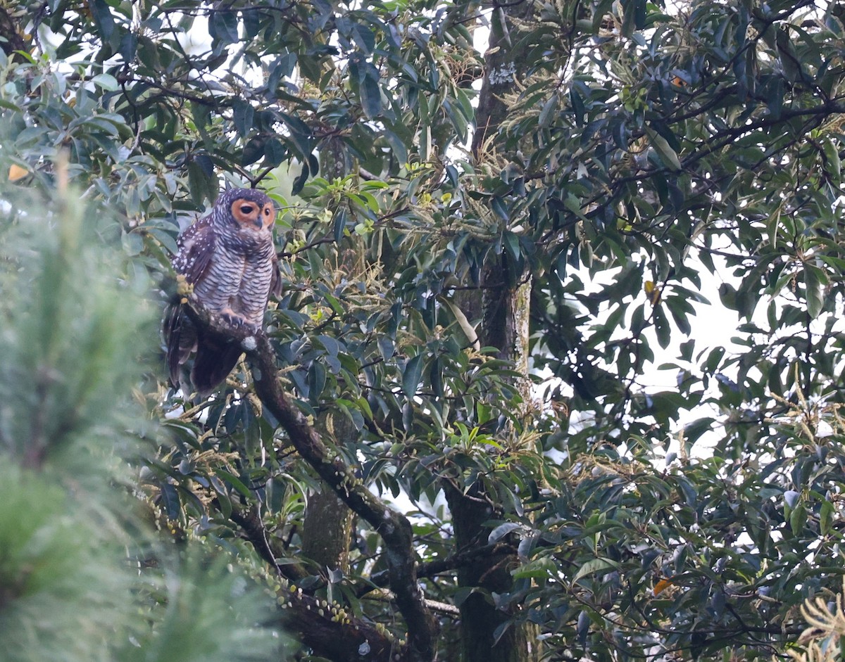 Spotted Wood-Owl - ML645647295