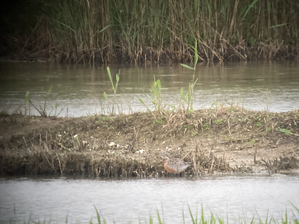 Bécasseau maubèche - ML645647339