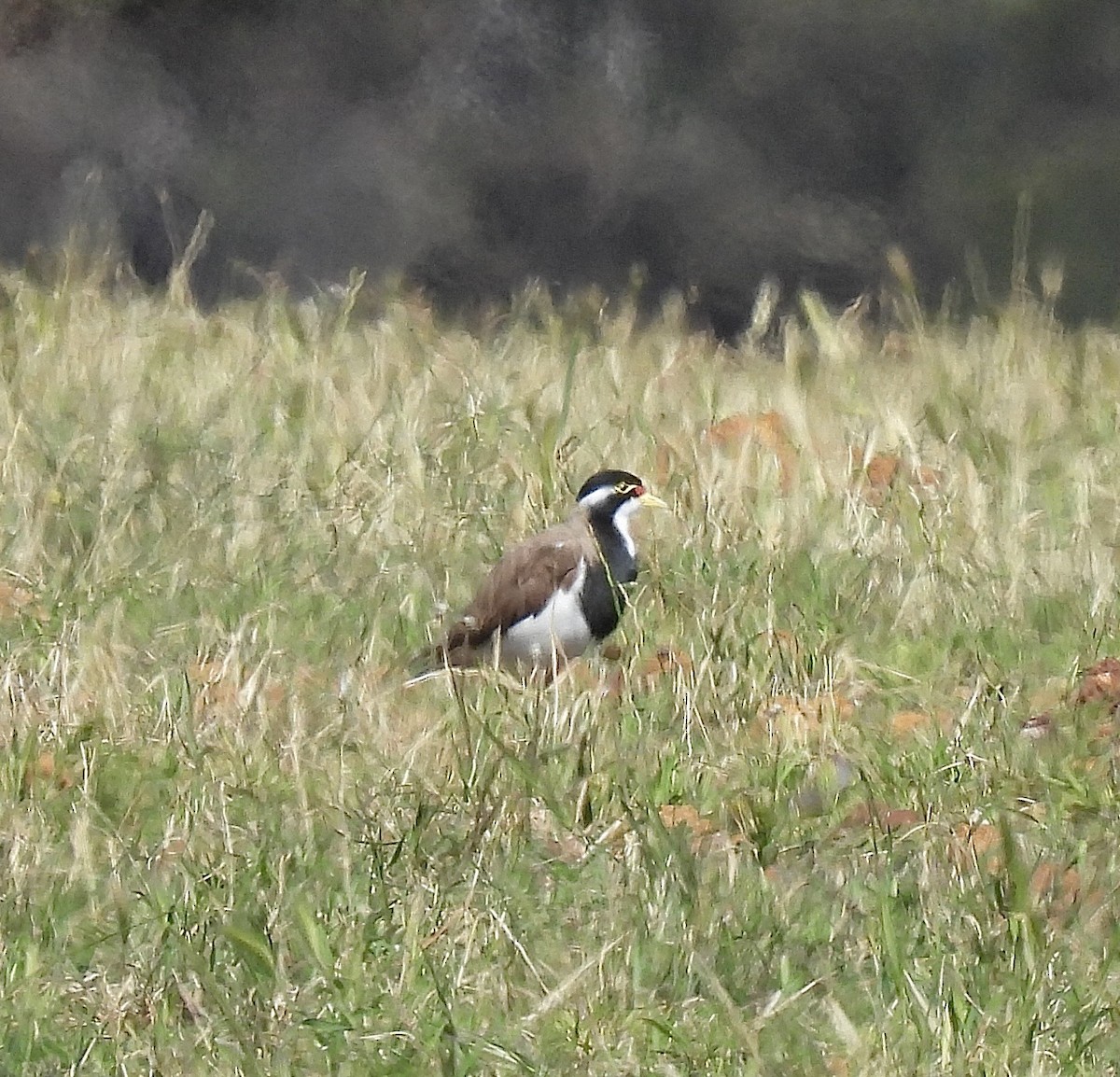 Banded Lapwing - ML645647340