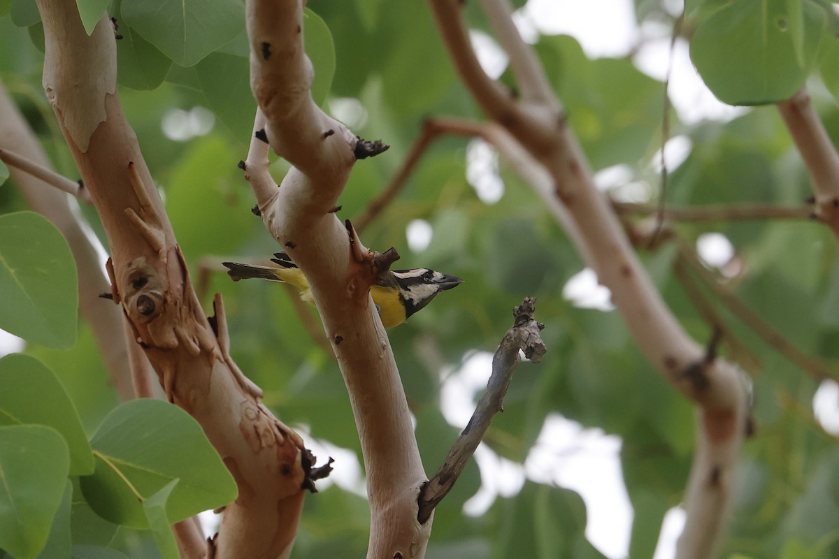 Northern Shrike-tit - ML645647342