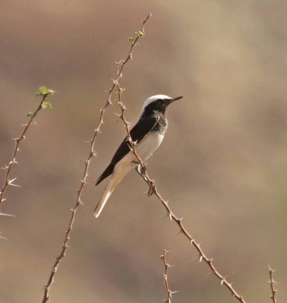 סלעית נזירה - ML645647370