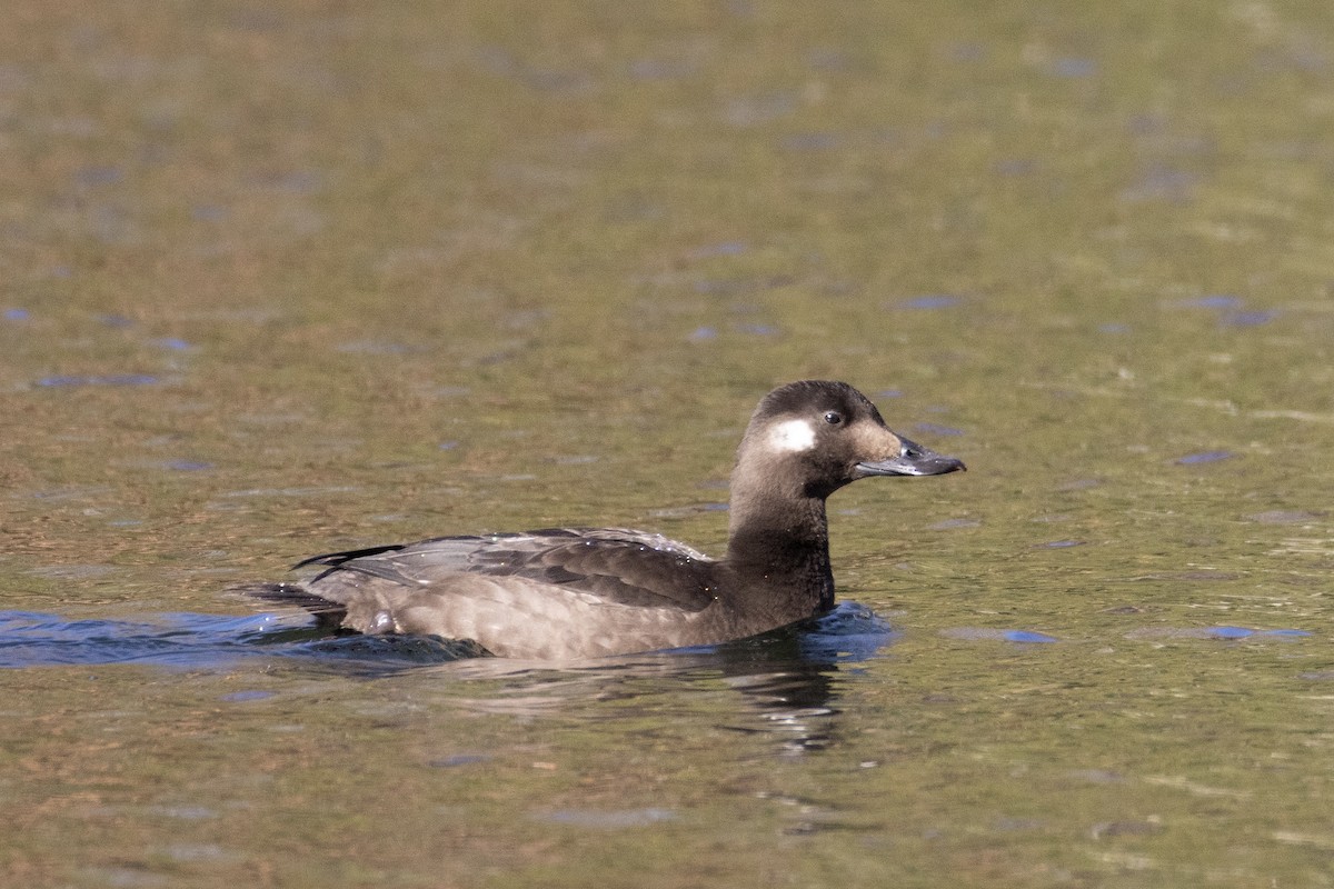 White-winged Scoter - ML645647373