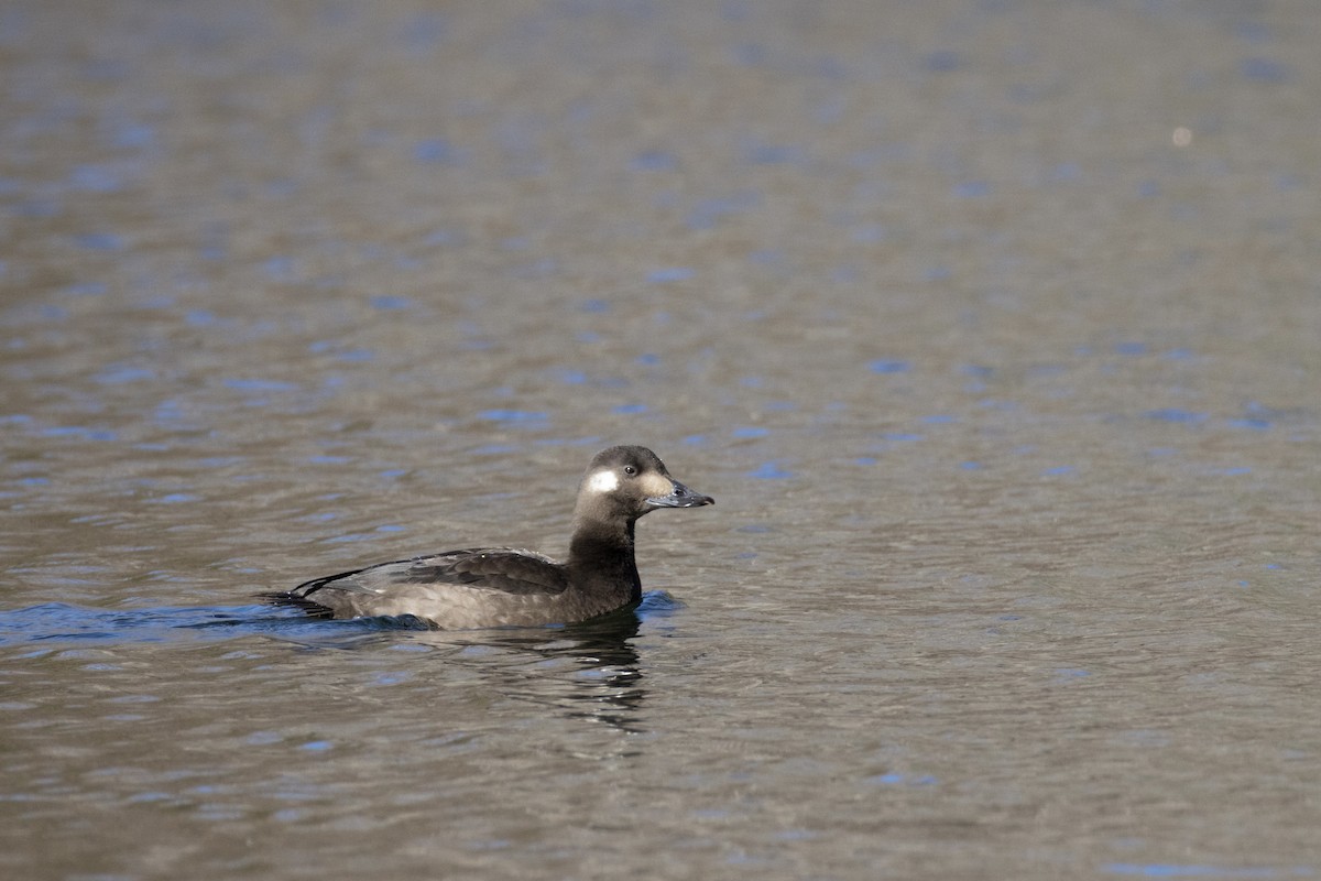 White-winged Scoter - ML645647374