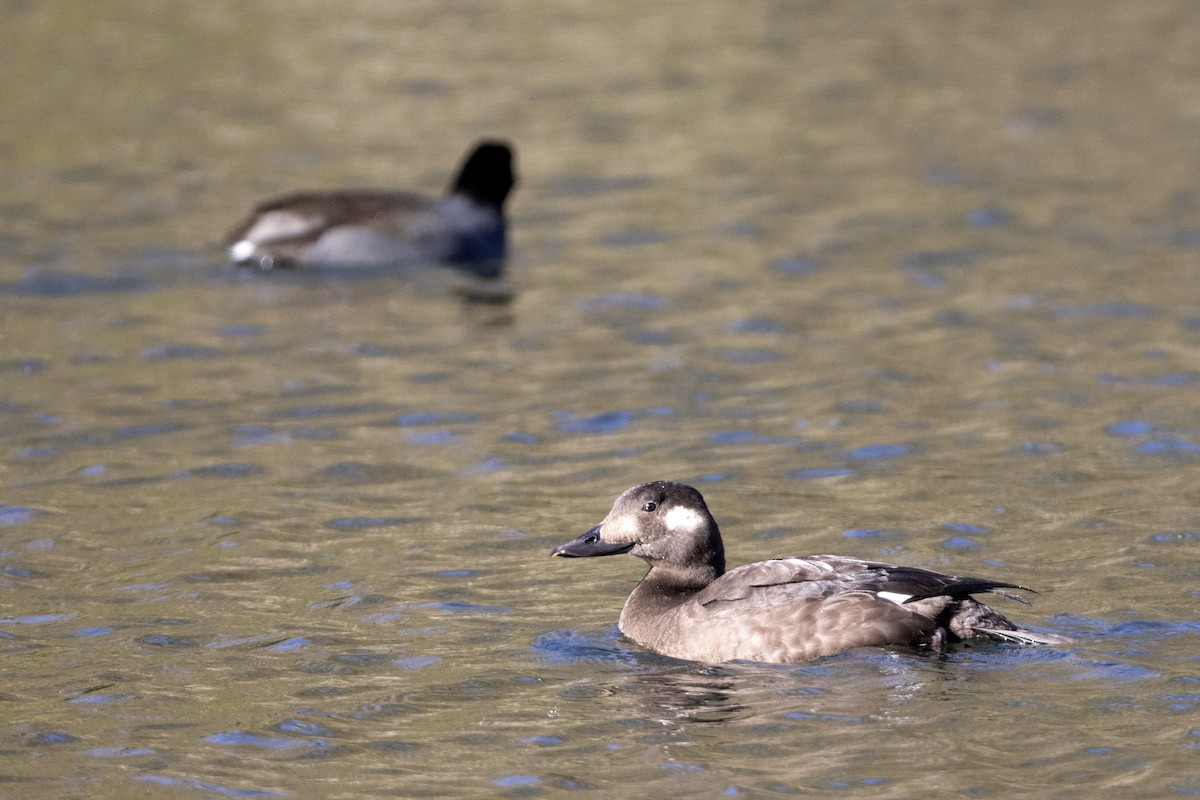 White-winged Scoter - ML645647375