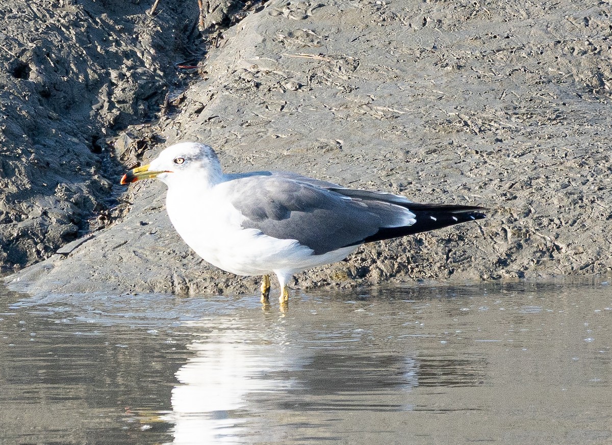 Black-tailed Gull - ML645647387