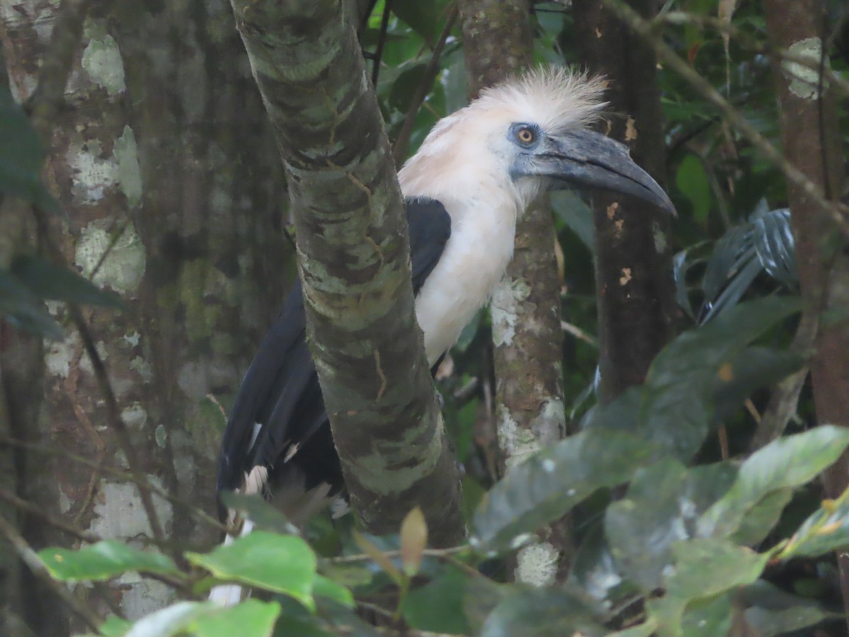 White-crowned Hornbill - ML645647392
