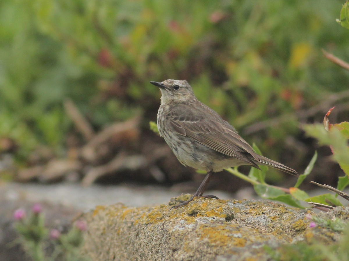 Rock Pipit - ML645647396