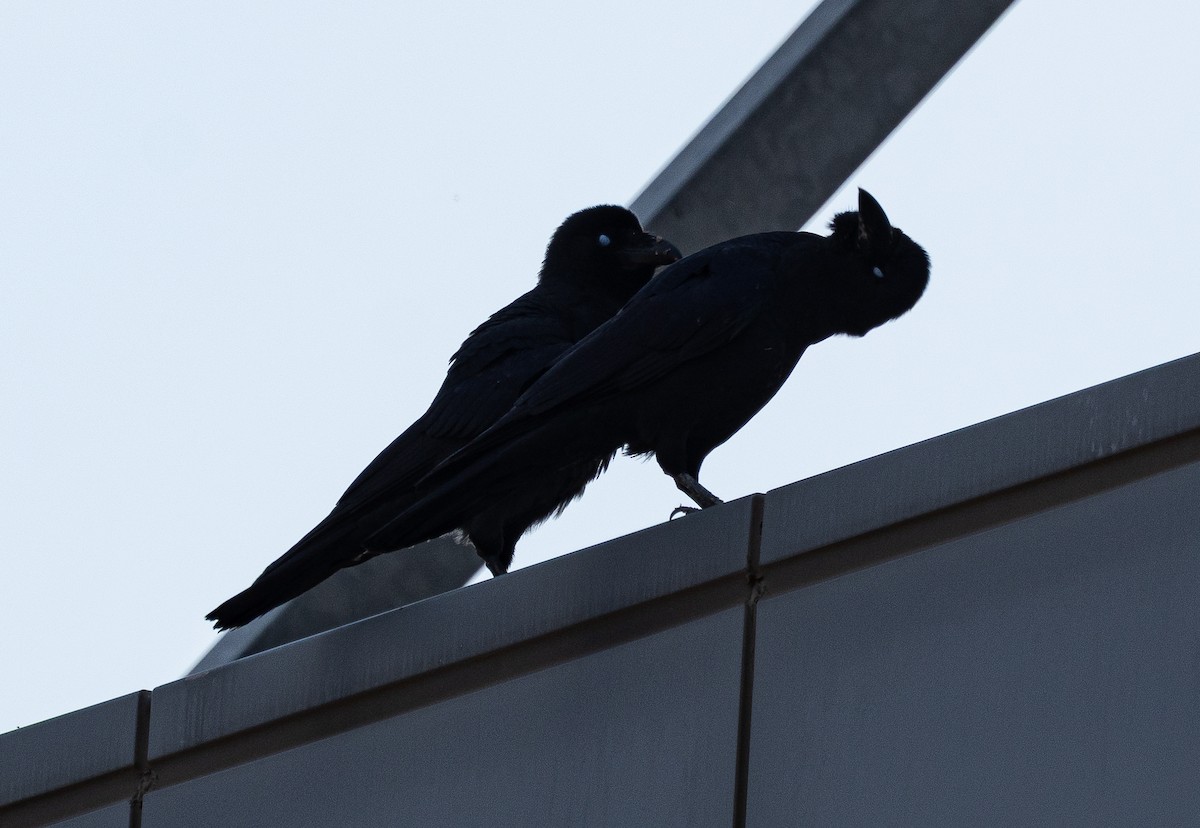 Large-billed Crow - ML645647397