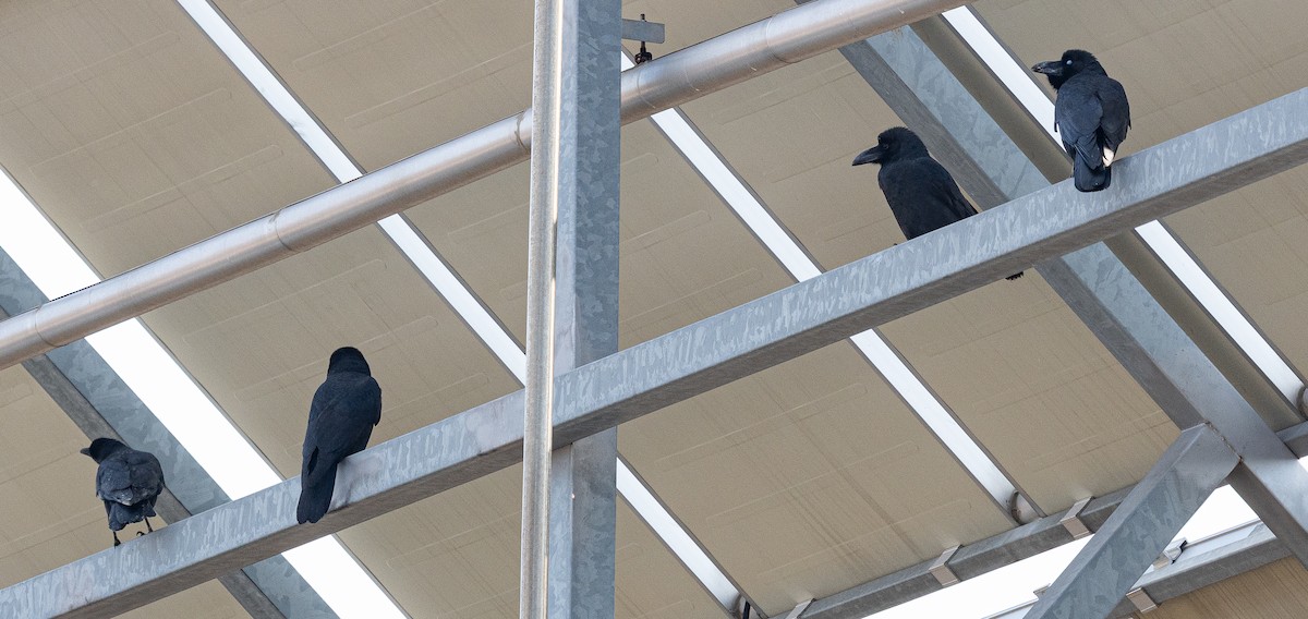 Large-billed Crow - ML645647398