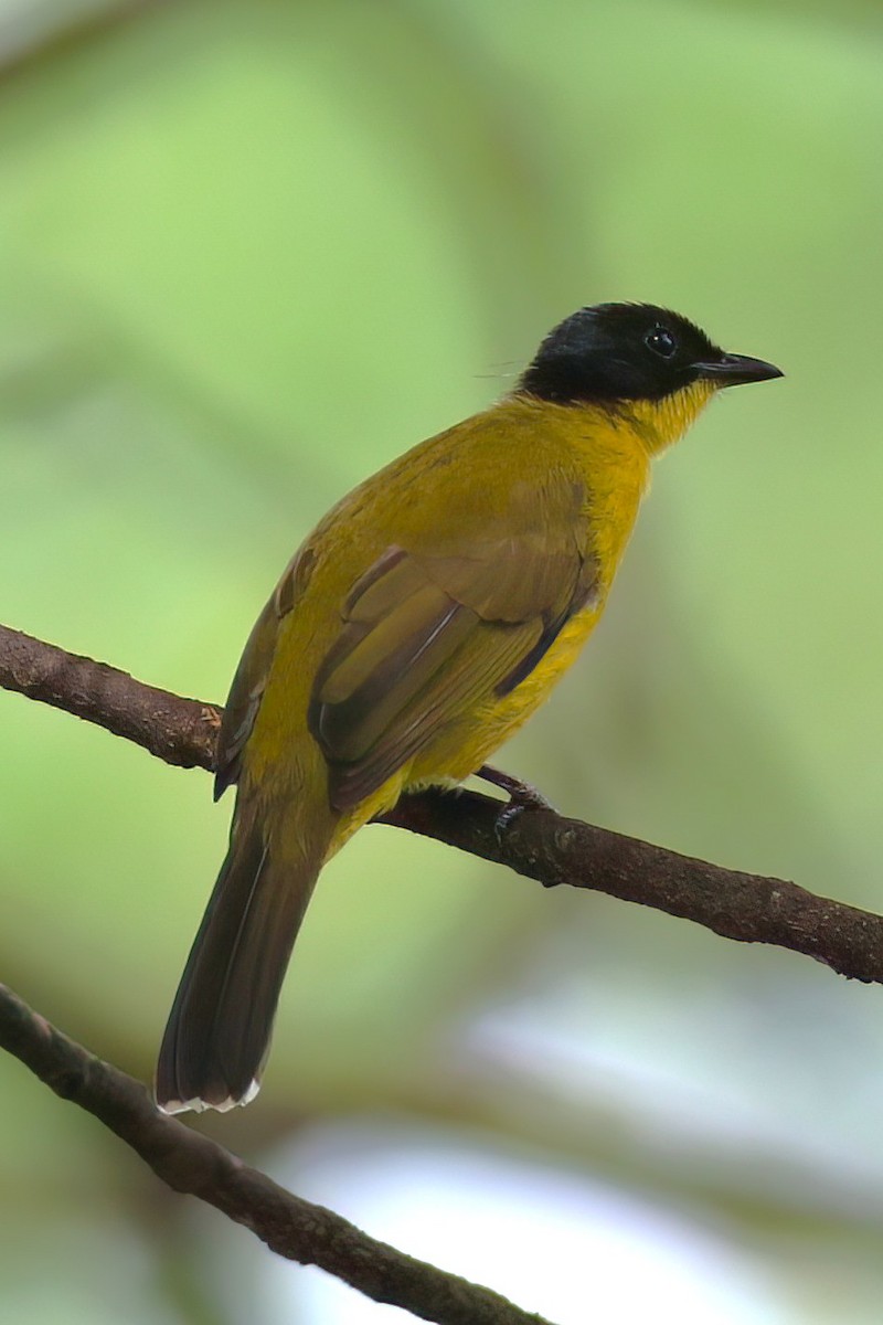 Black-capped Bulbul - ML645647411