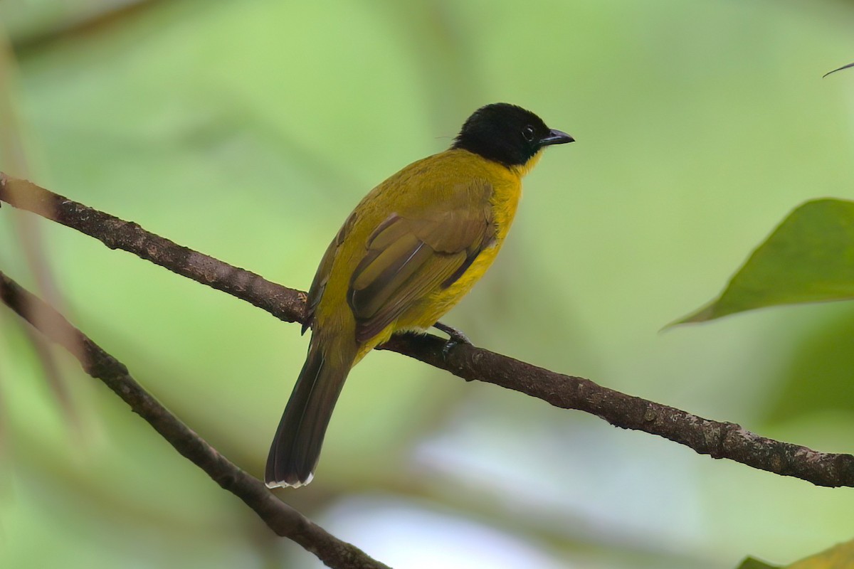 Black-capped Bulbul - ML645647412