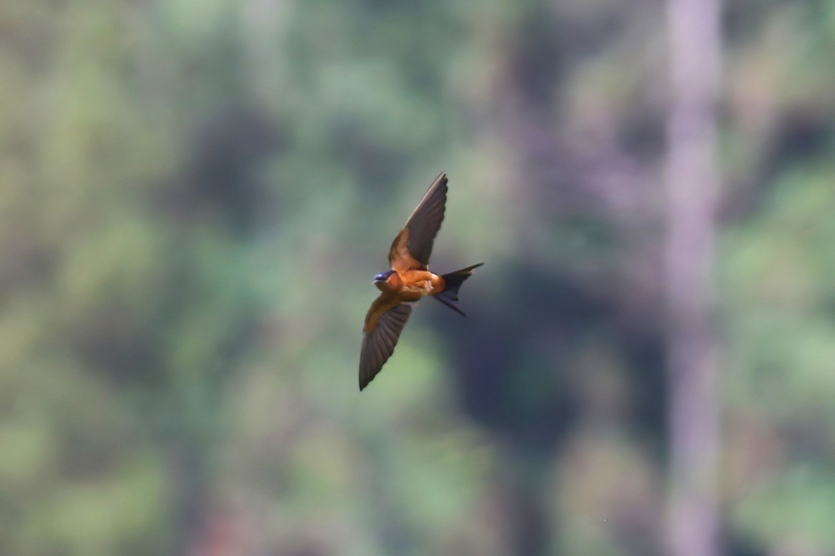 Sri Lanka Swallow - ML645647413
