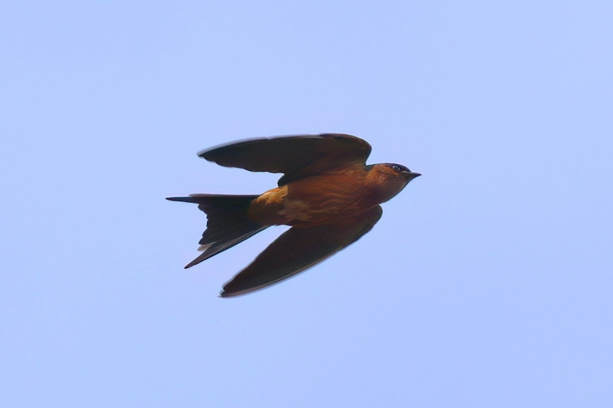 Sri Lanka Swallow - ML645647414