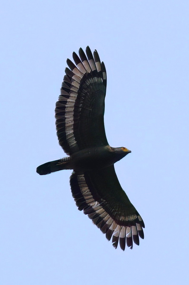 Crested Serpent-Eagle - ML645647431