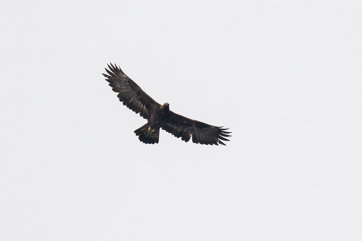 Golden Eagle - ML645647432