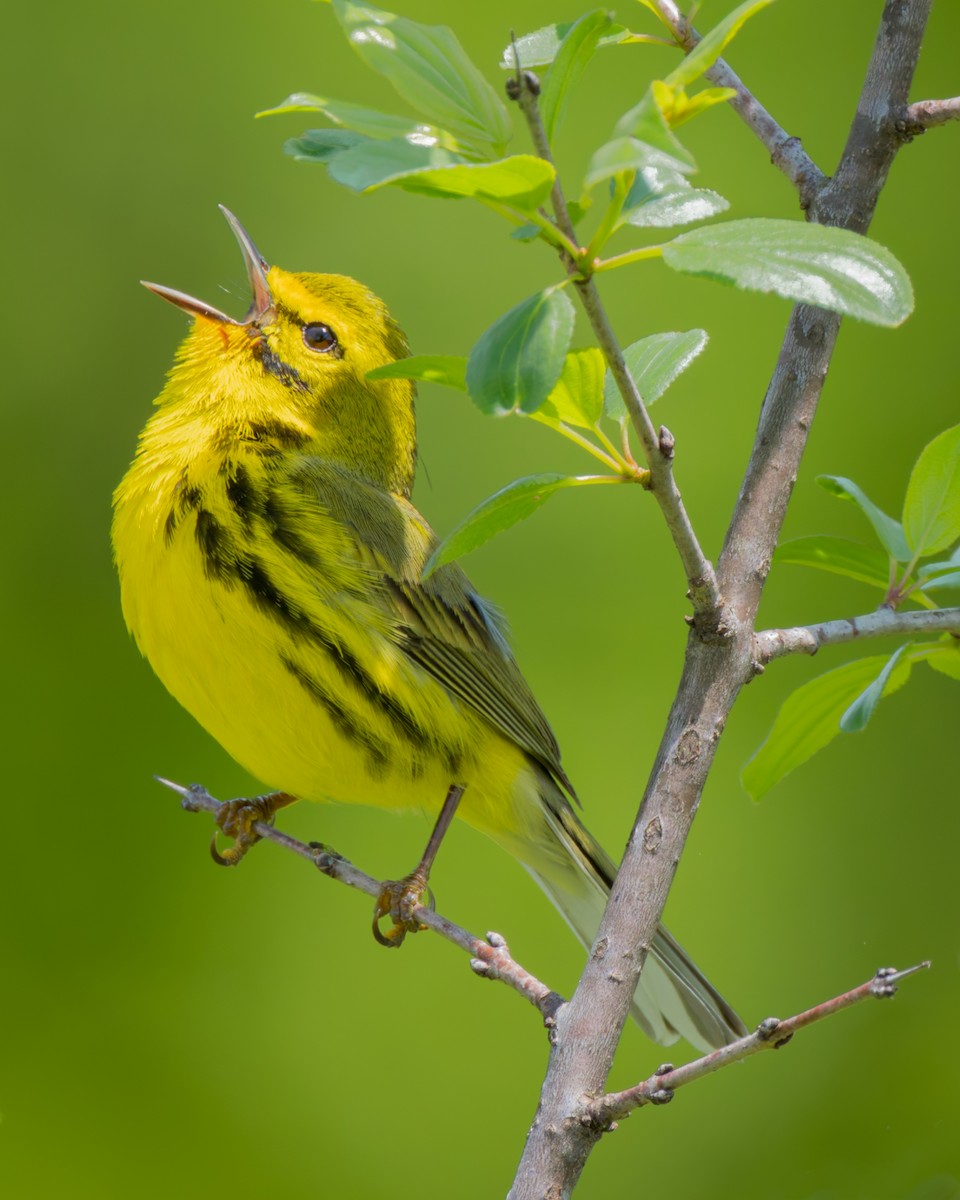 チャスジアメリカムシクイ - ML645647435