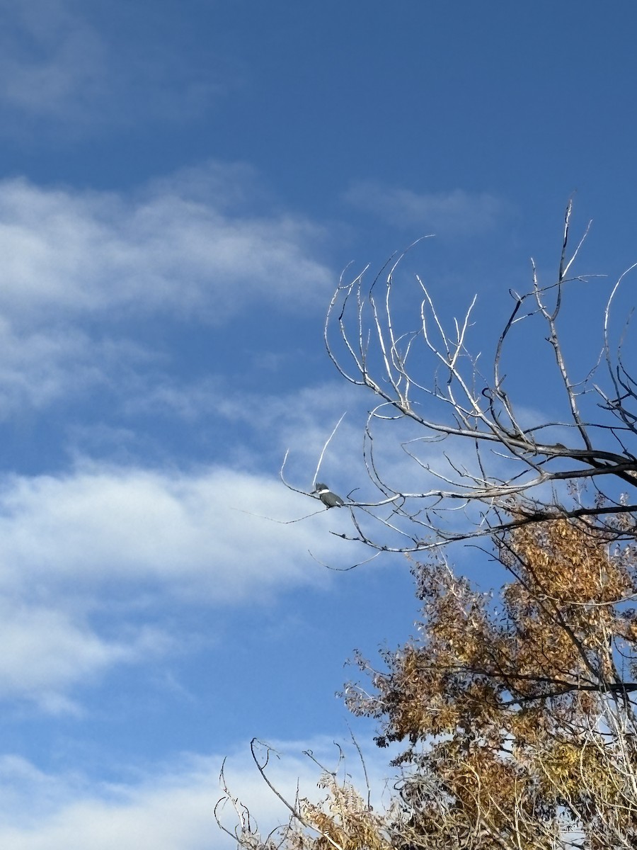 Belted Kingfisher - ML645647446