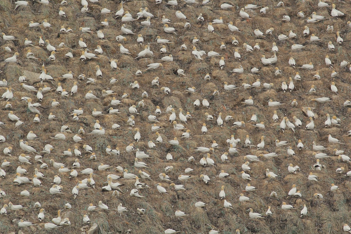 סולה מצויה - ML645647453
