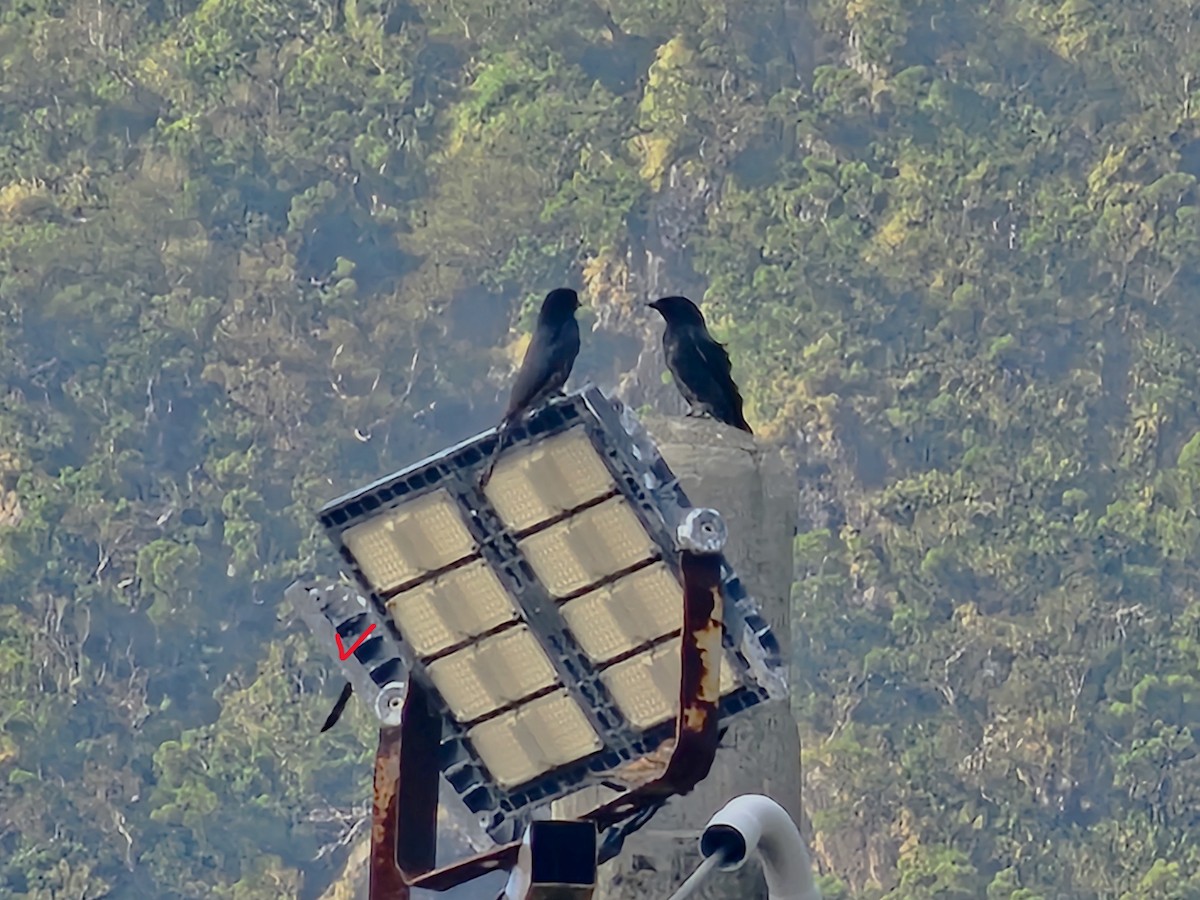 Дронго чорний - ML645647461