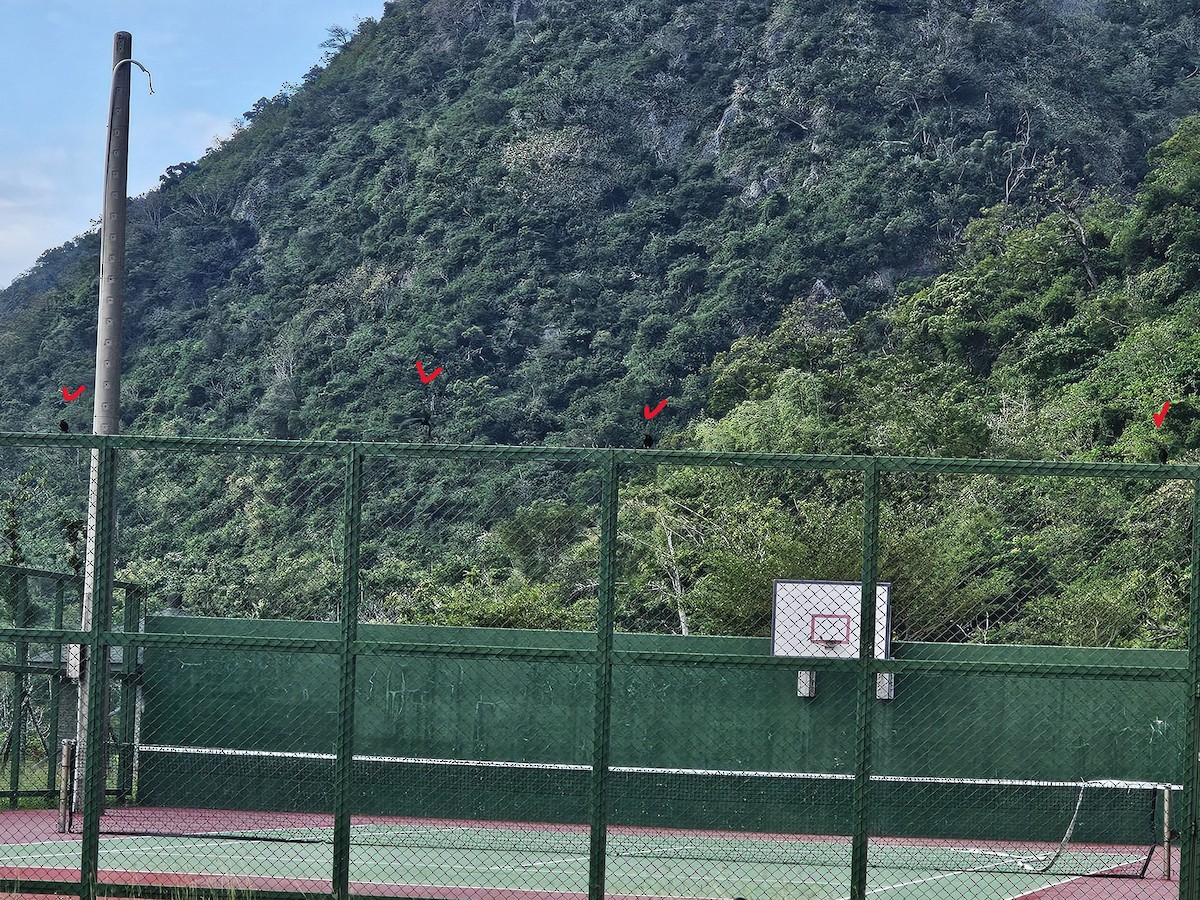 Дронго чорний - ML645647463