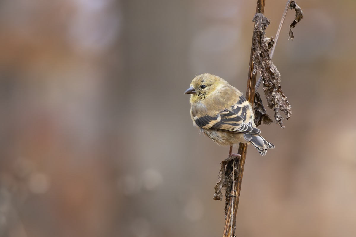 American Goldfinch - ML645647464