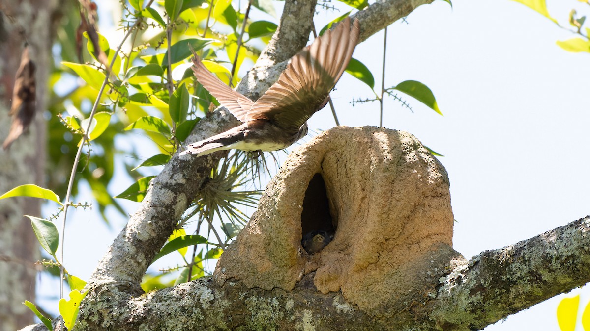 Brown-chested Martin - ML645647466