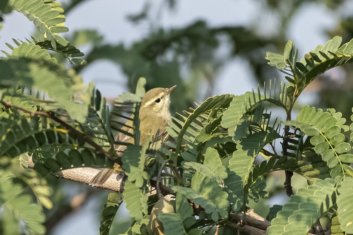 budníček zelený - ML645647481