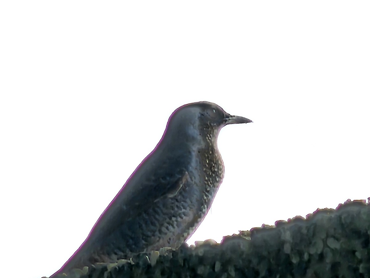 Скеляр синій - ML645647482