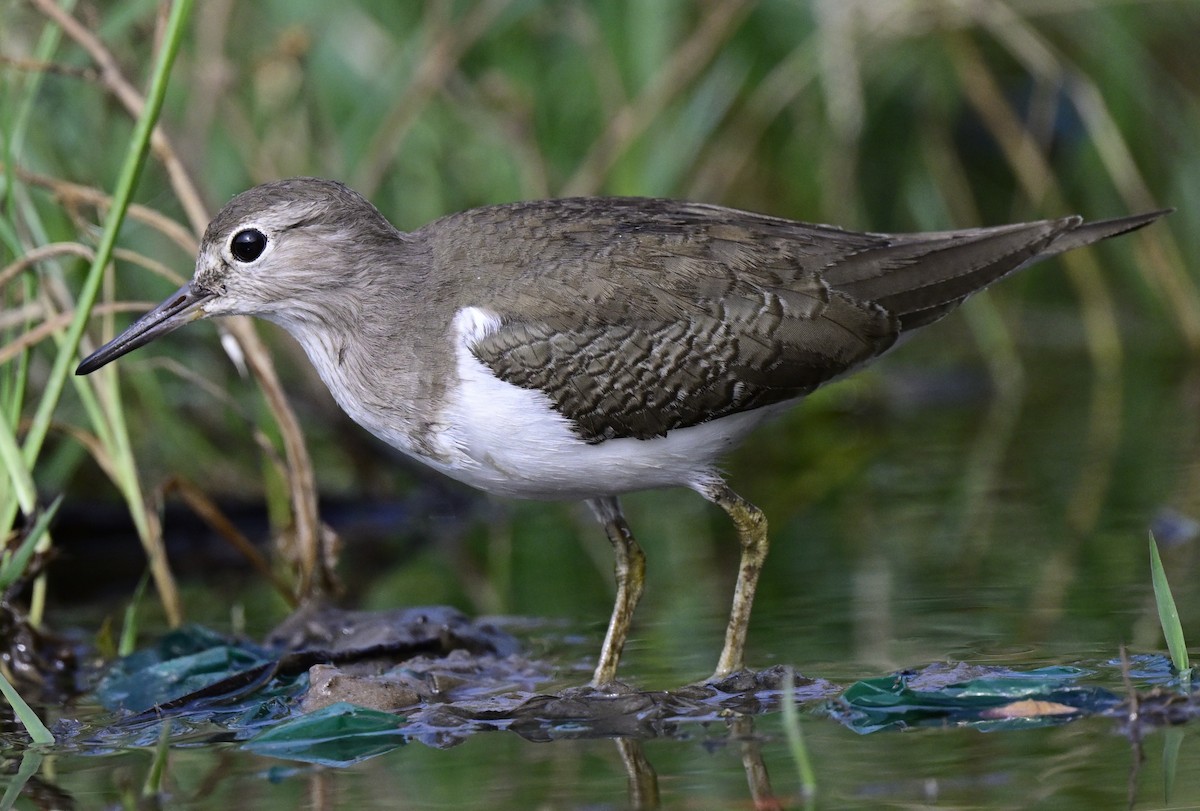 Набережник палеарктичний - ML645647483